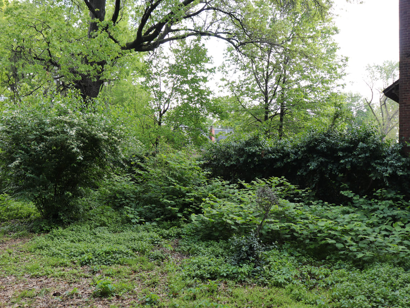 Overgrown yard vegetation