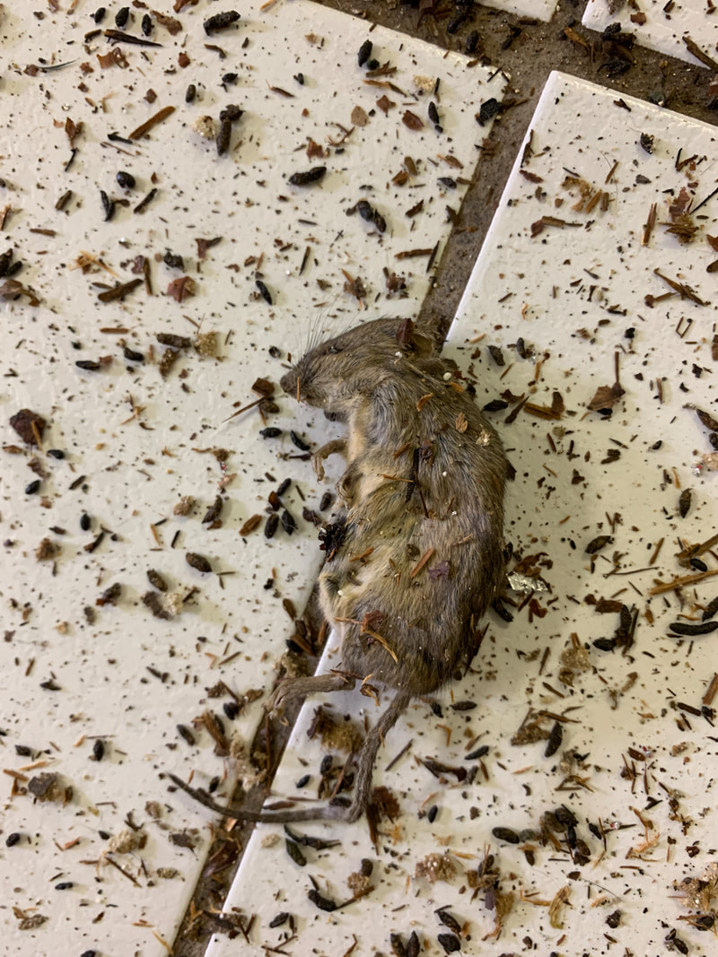 Petrified mouse